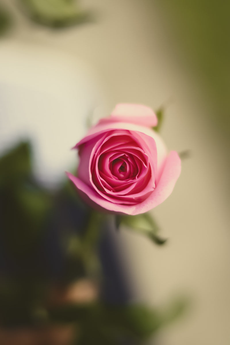 Flowers by Sylvia